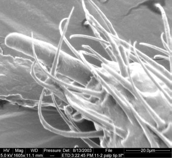 Media type: image;   Invertebrate Zoology 134647